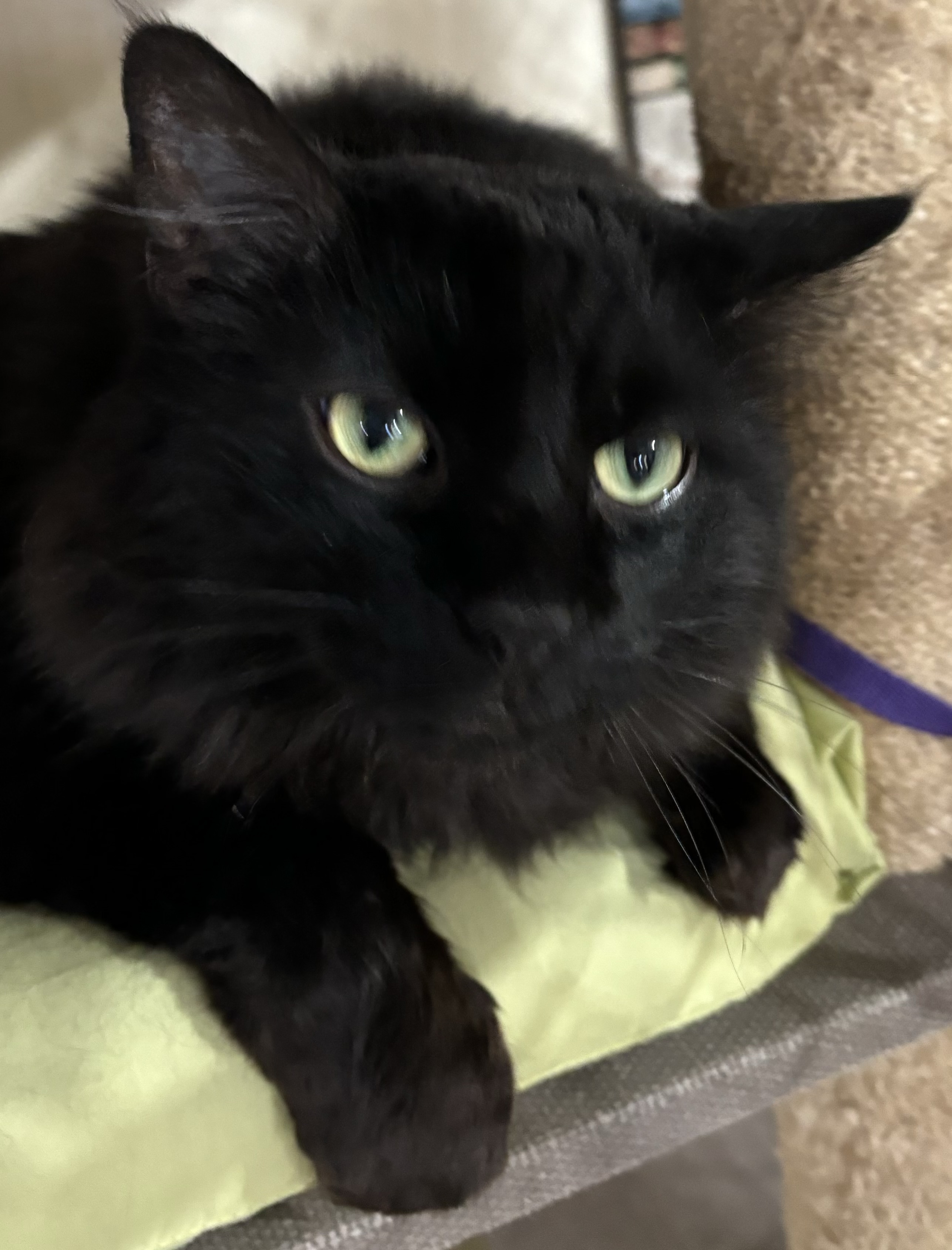 Enlarge Belle, a Adopted Miniature Pinscher in Reinbeck, IA image 5/5