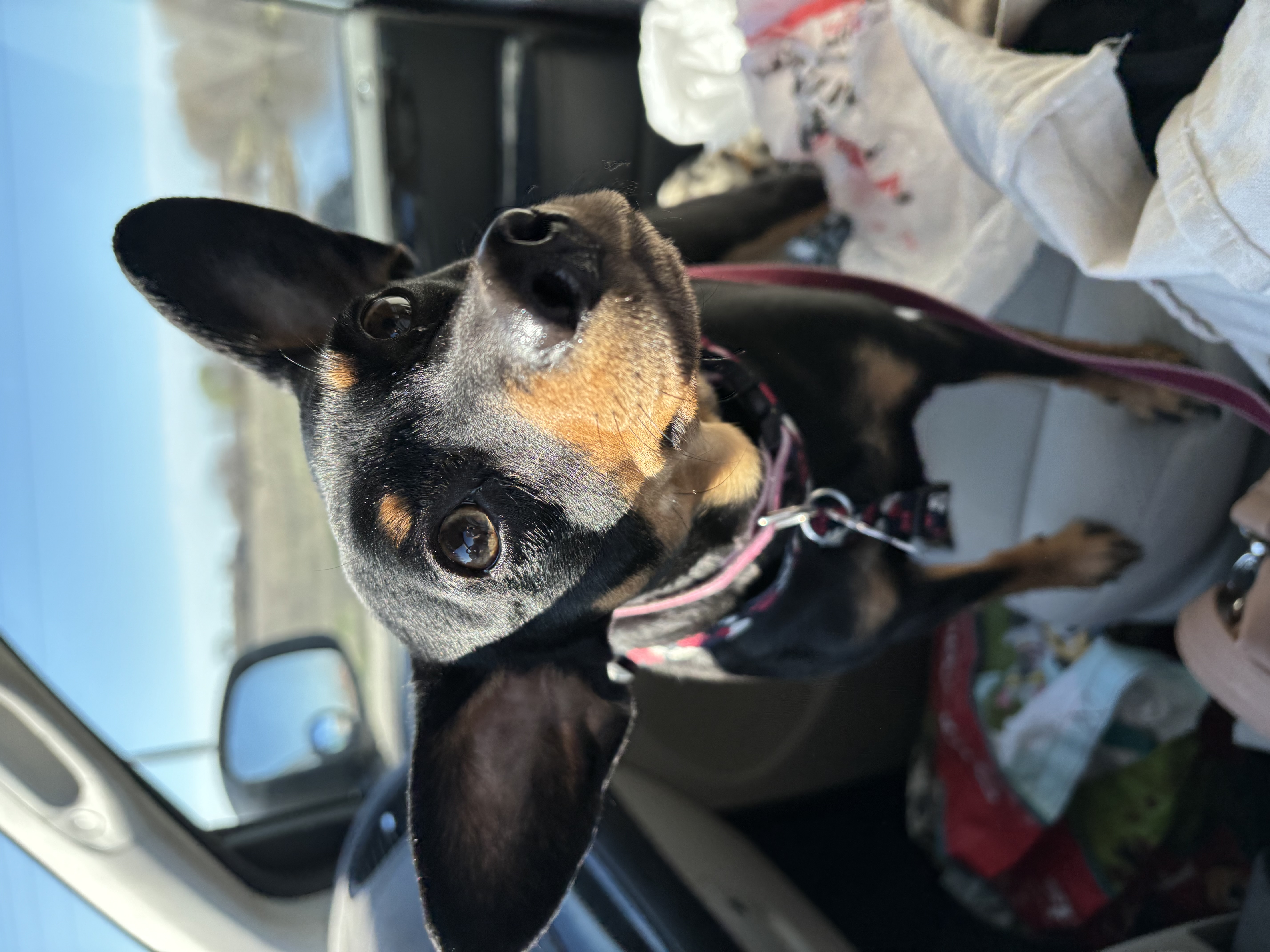 Enlarge Belle, a Adopted Miniature Pinscher in Reinbeck, IA image 2/5