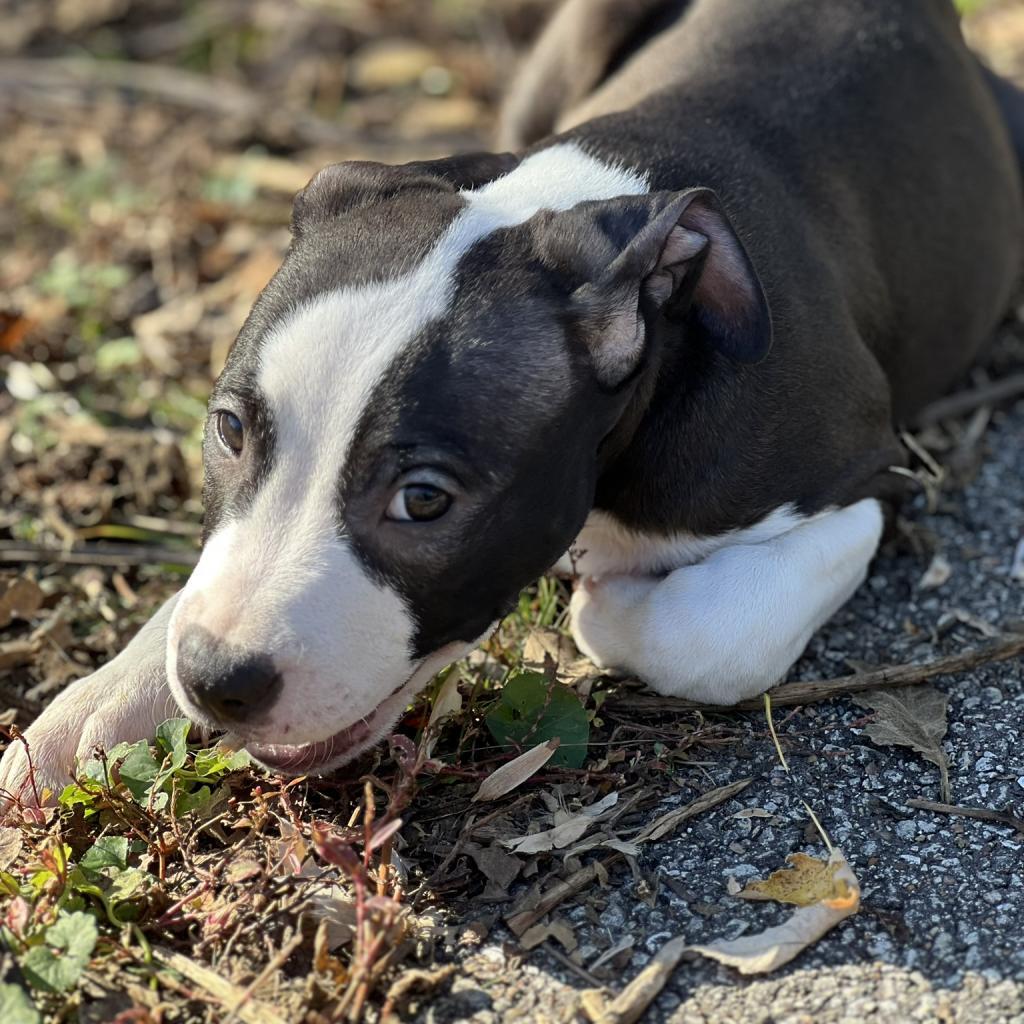 Kam, Adoptable, Young Male Terrier.