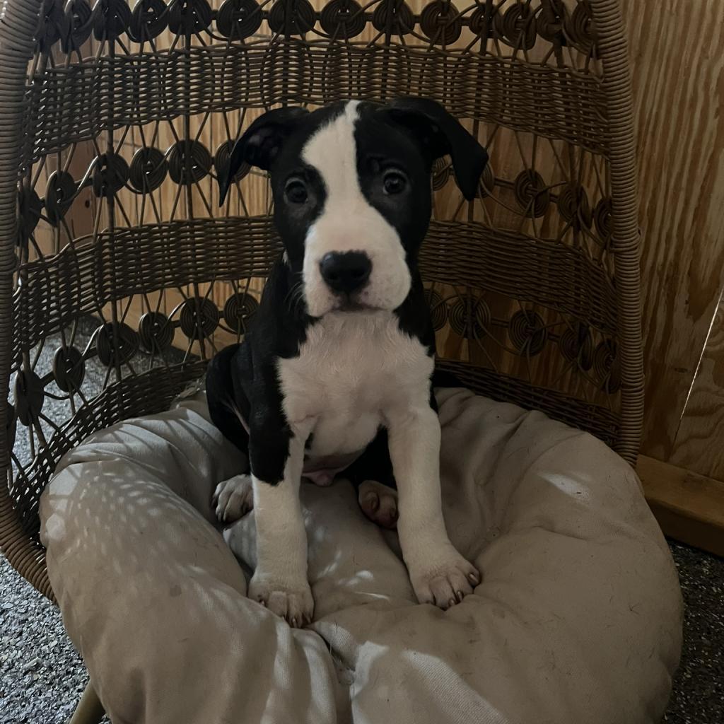 Enlarge Kam, a Adoptable Terrier in St. Louis, MO image 4/6