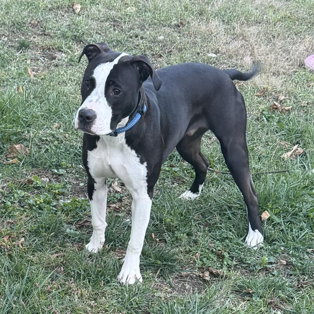 Enlarge Kam, a Adoptable Terrier in St. Louis, MO image 5/6