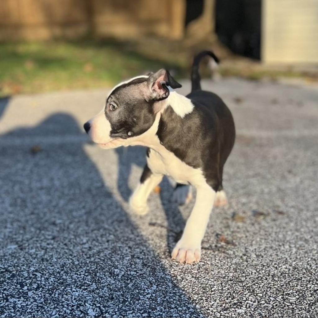 Enlarge Kam, a Adoptable Terrier in St. Louis, MO image 5/6