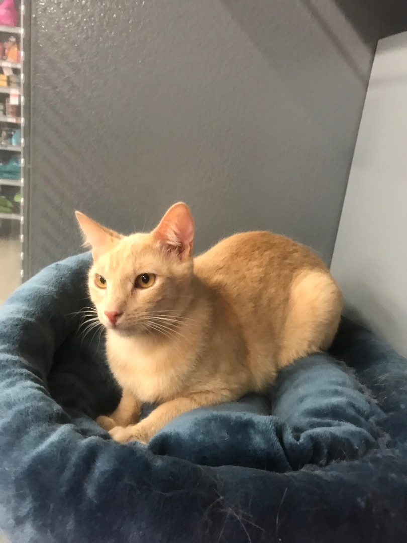 Sky, Adoptable, Adult Male American Shorthair.