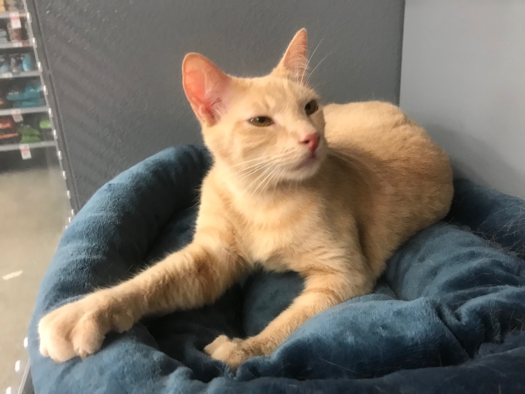 Enlarge Sky, a Adoptable American Shorthair in Vallejo, CA image 2/11