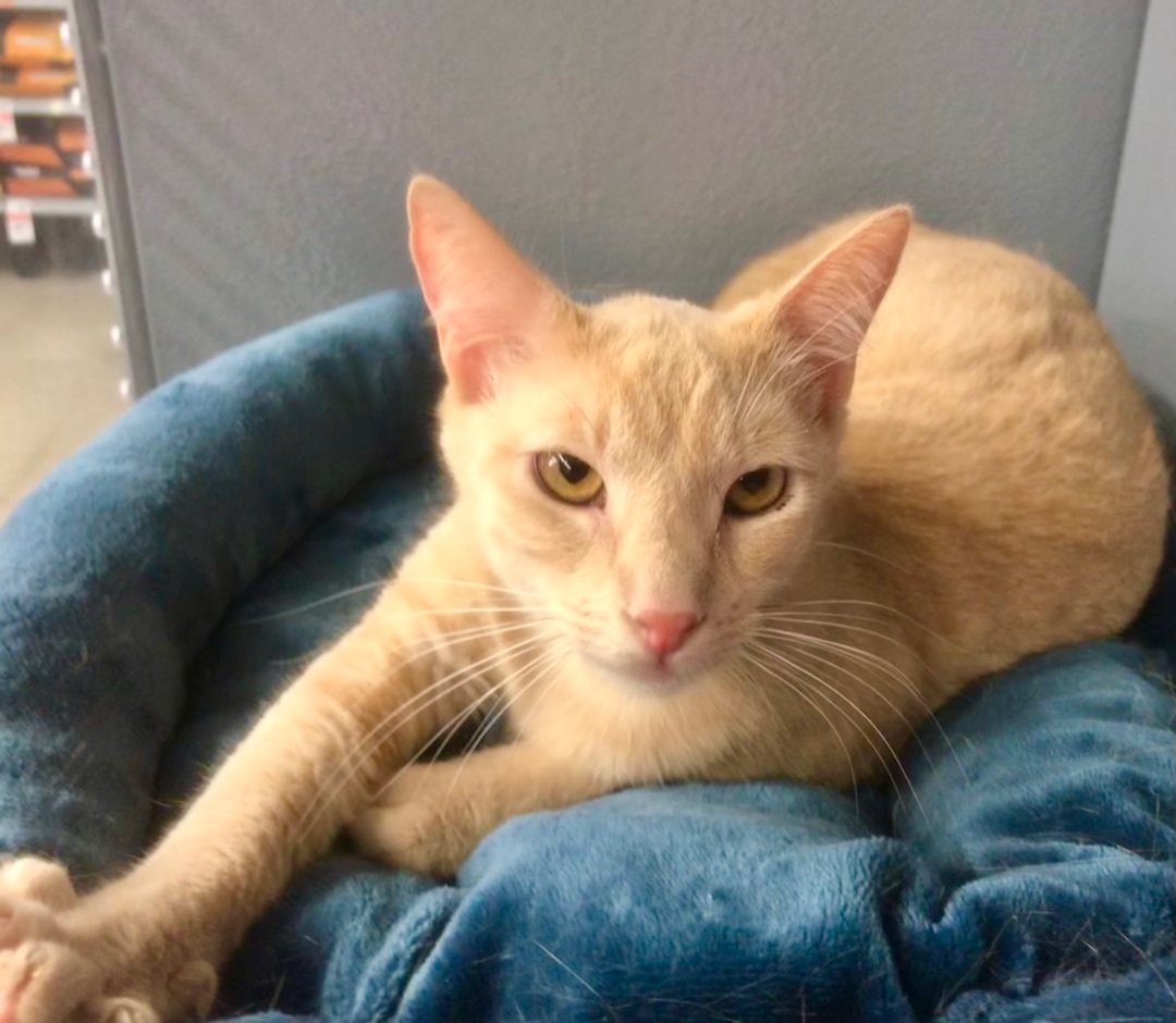 Enlarge Sky, a Adoptable American Shorthair in Vallejo, CA image 3/11