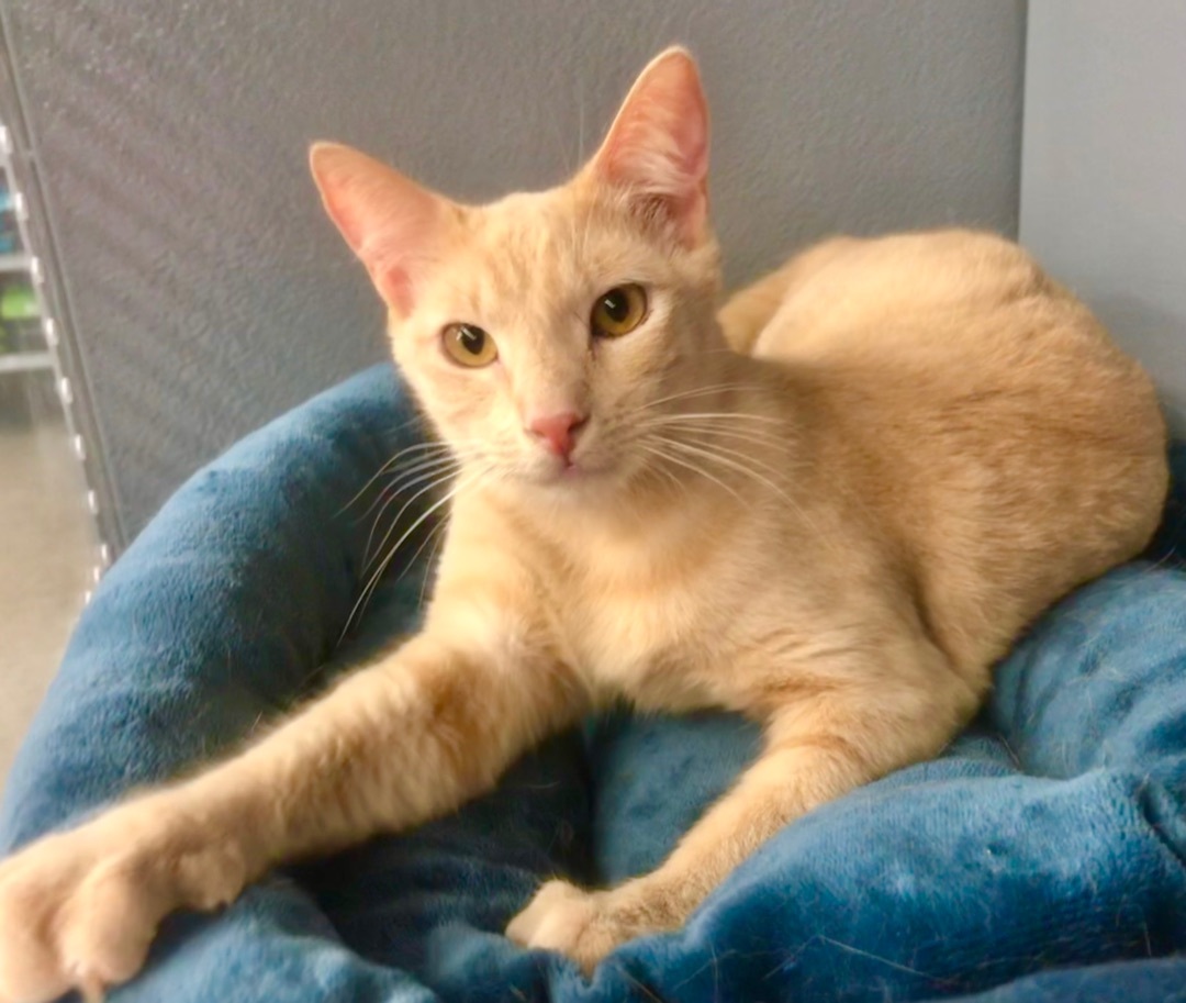 Enlarge Sky, a Adoptable American Shorthair in Vallejo, CA image 4/11