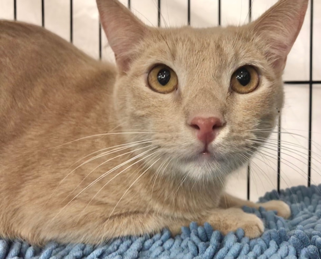 Enlarge Sky, a Adoptable American Shorthair in Vallejo, CA image 5/11