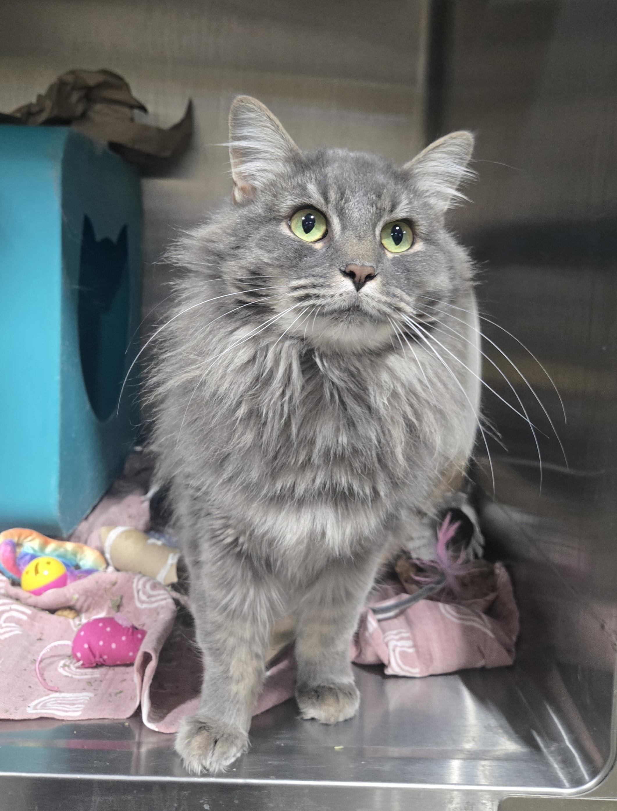Sapphire, Adopted, Adult Female Domestic Medium Hair.