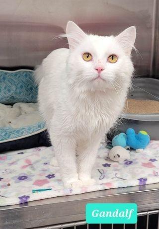 Enlarge Gandalf, a Adoptable mixed breed in Richmond, IN image 2/2