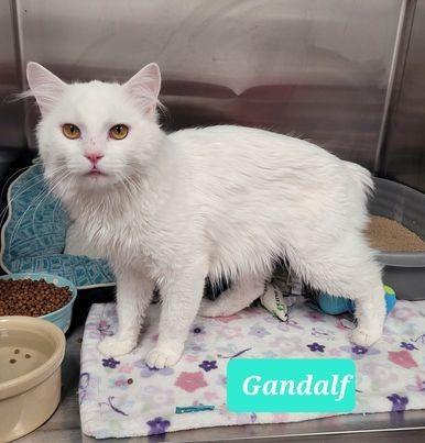 Enlarge Gandalf, a Adoptable mixed breed in Richmond, IN image 2/4