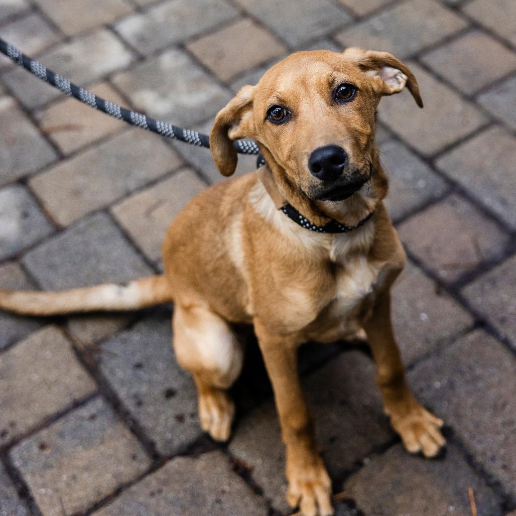 Rebel, Adoptable, Puppy Male Retriever.