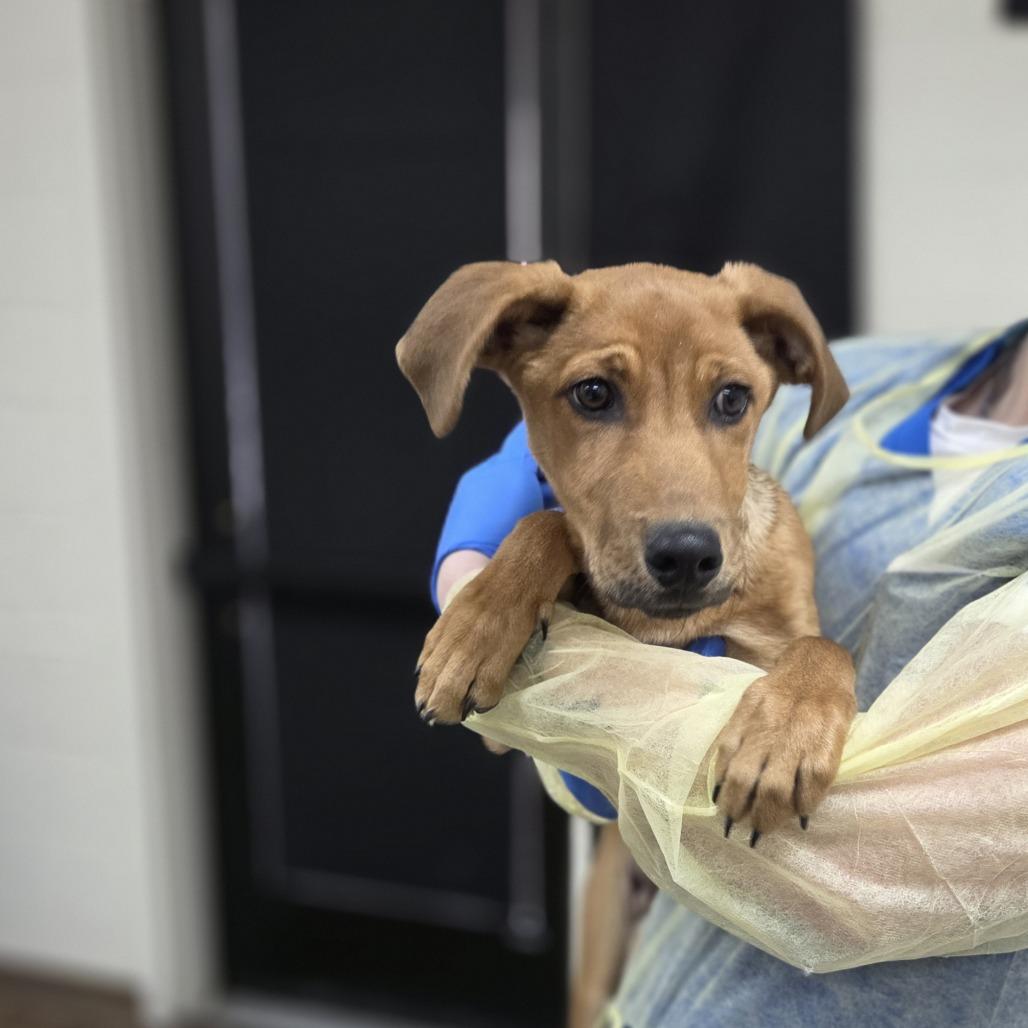 Enlarge Rebel, a Adoptable mixed breed in Incline Village, NV image 2/3
