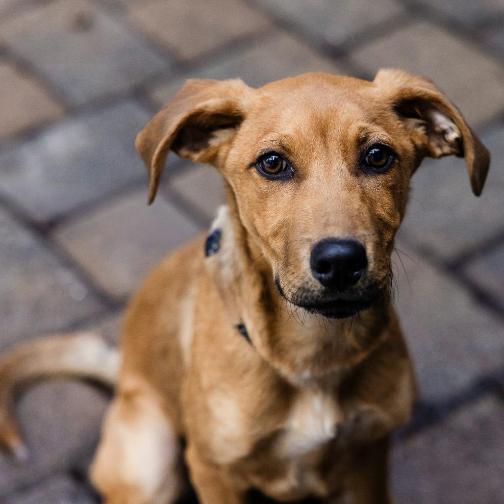 Enlarge Rebel, a Adoptable mixed breed in Incline Village, NV image 3/3