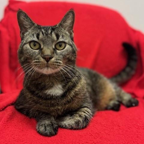 Mitzy, an adoptable Domestic Short Hair in Middlebury, VT, 05753 | Photo Image 2