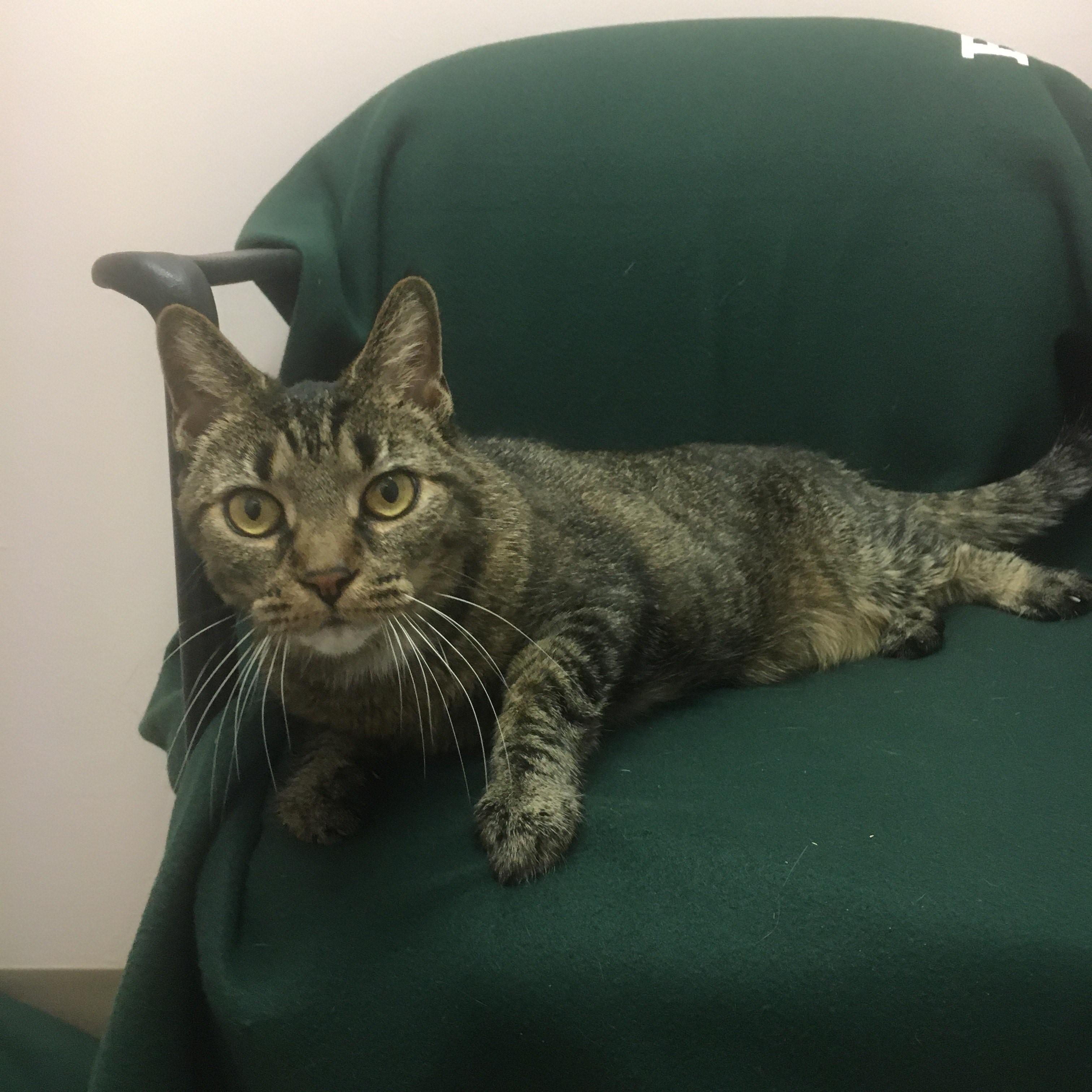 Mitzy, an adoptable Domestic Short Hair in Middlebury, VT, 05753 | Photo Image 1