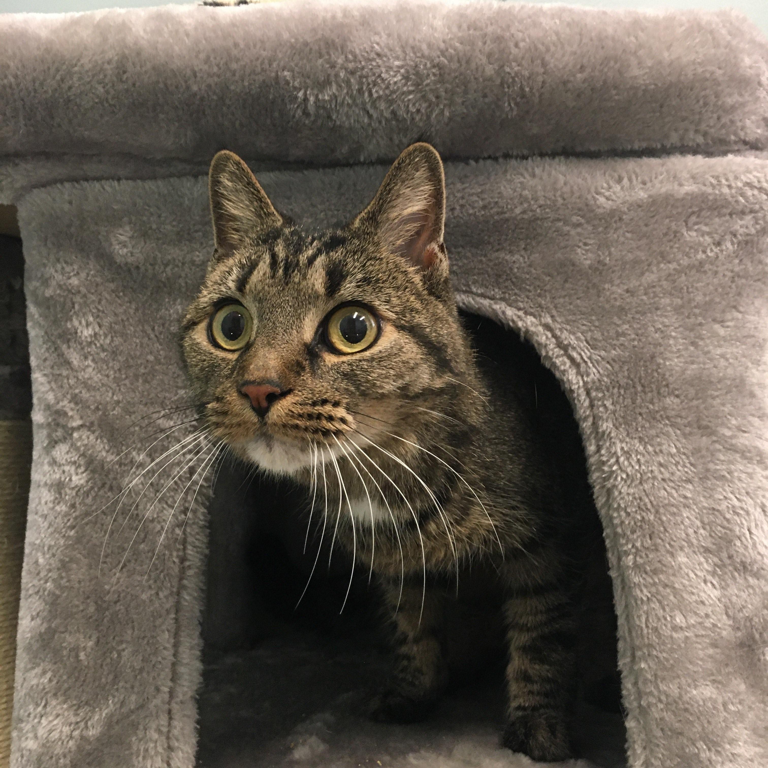 Mitzy, an adoptable Domestic Short Hair in Middlebury, VT, 05753 | Photo Image 3