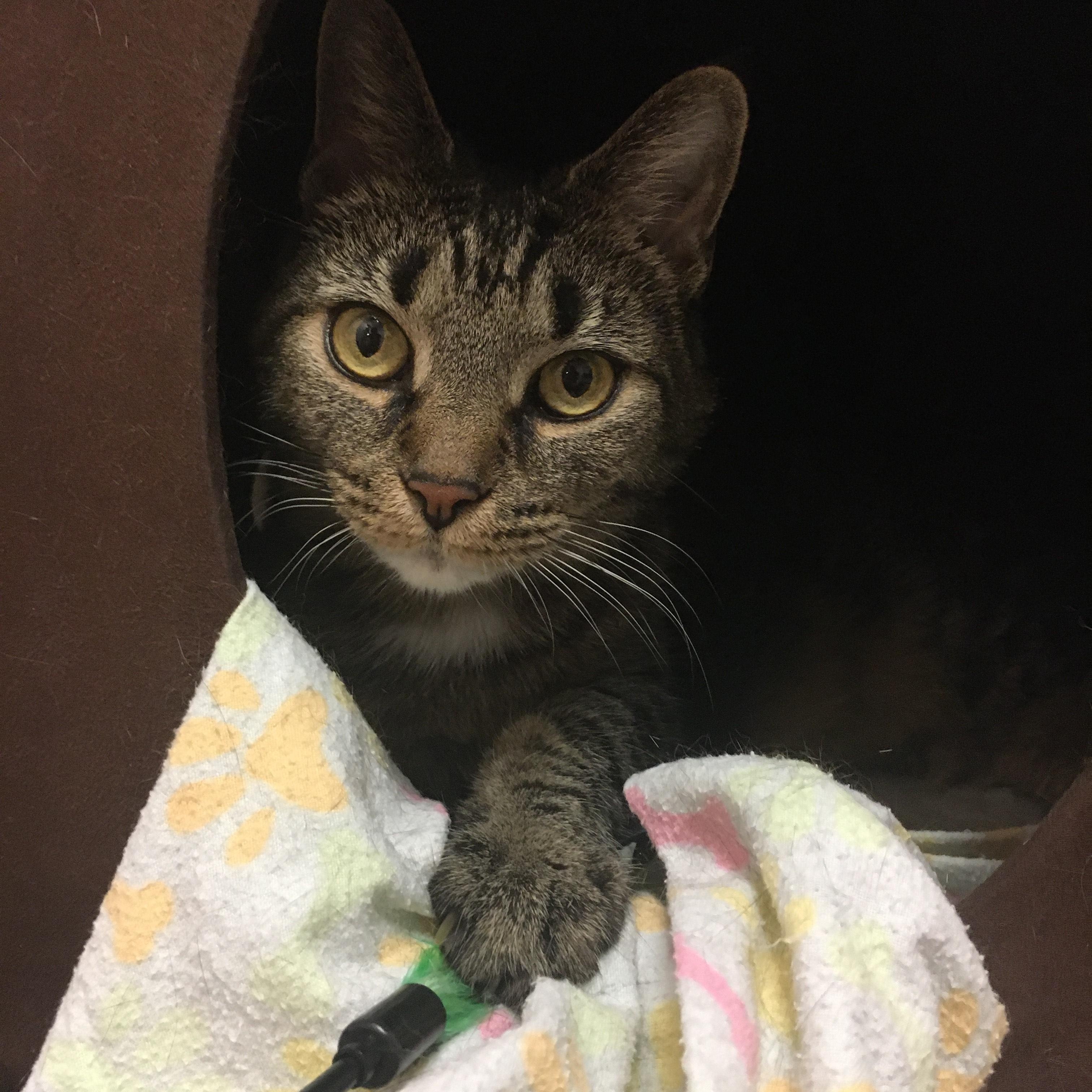 Mitzy, an adoptable Domestic Short Hair in Middlebury, VT, 05753 | Photo Image 4