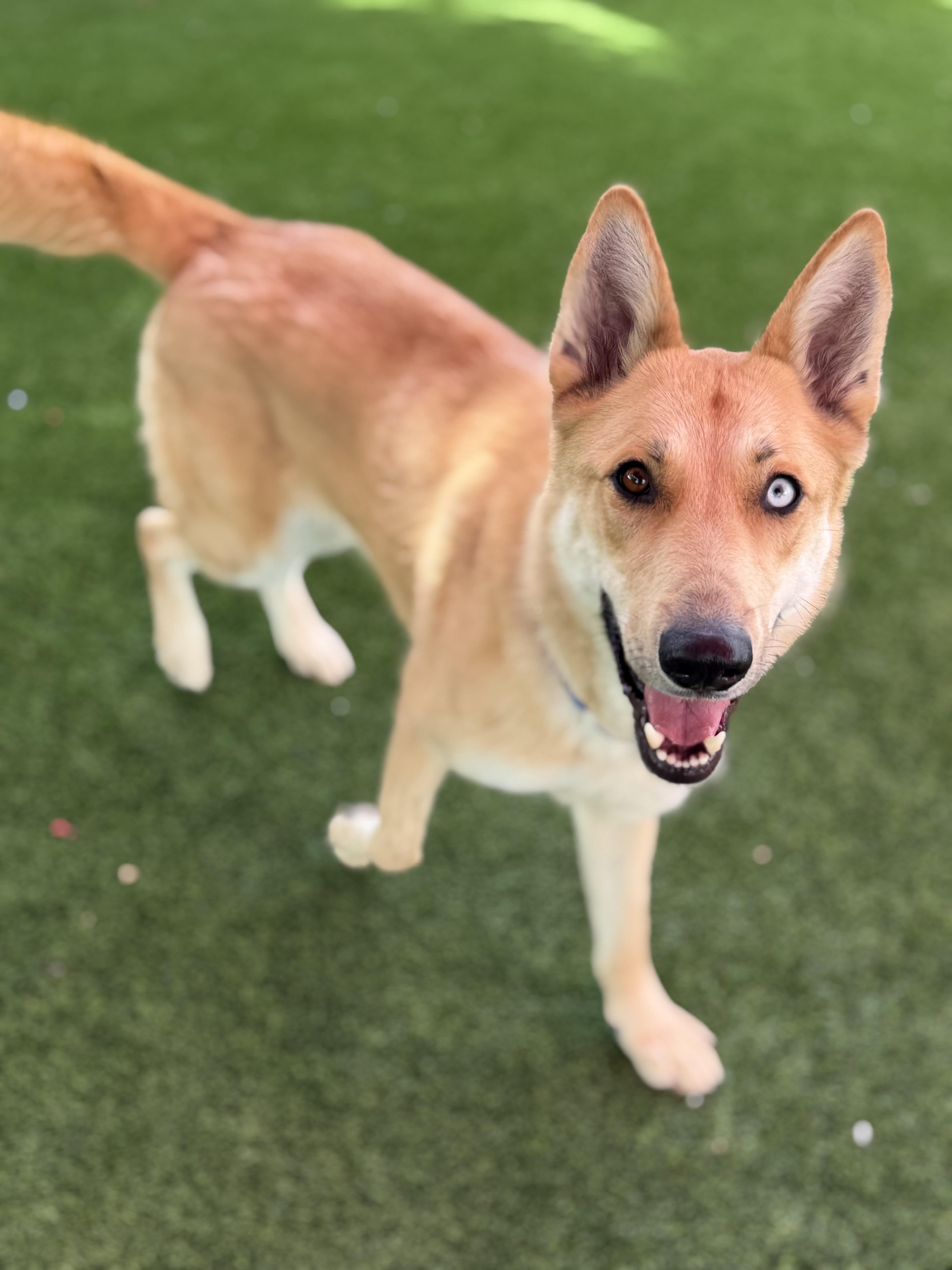 Enlarge Kendra, a ADOPTABLE mixed breed in Glendale, AZ image 1/4