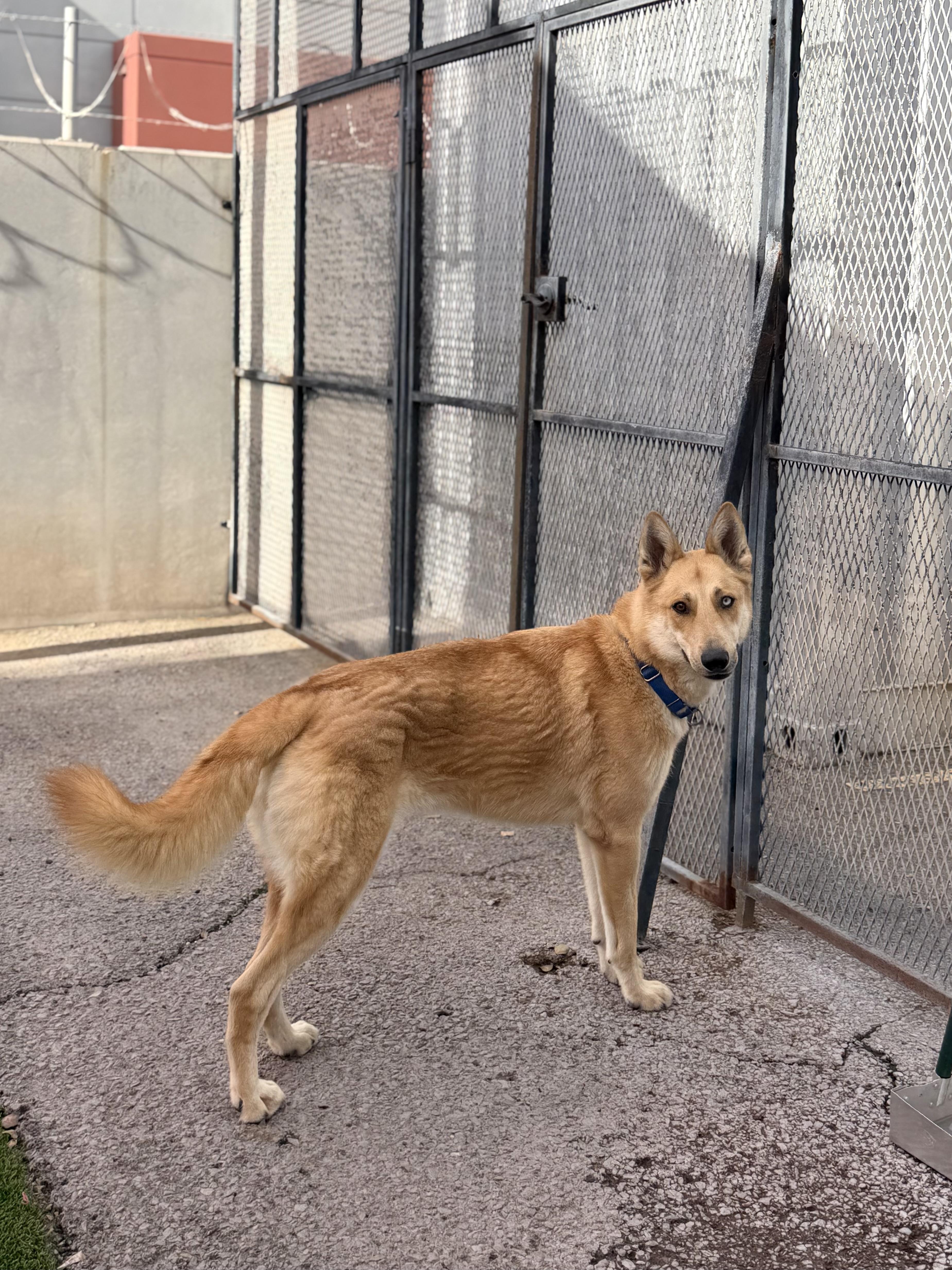 Enlarge Kendra, a ADOPTABLE mixed breed in Glendale, AZ image 4/4