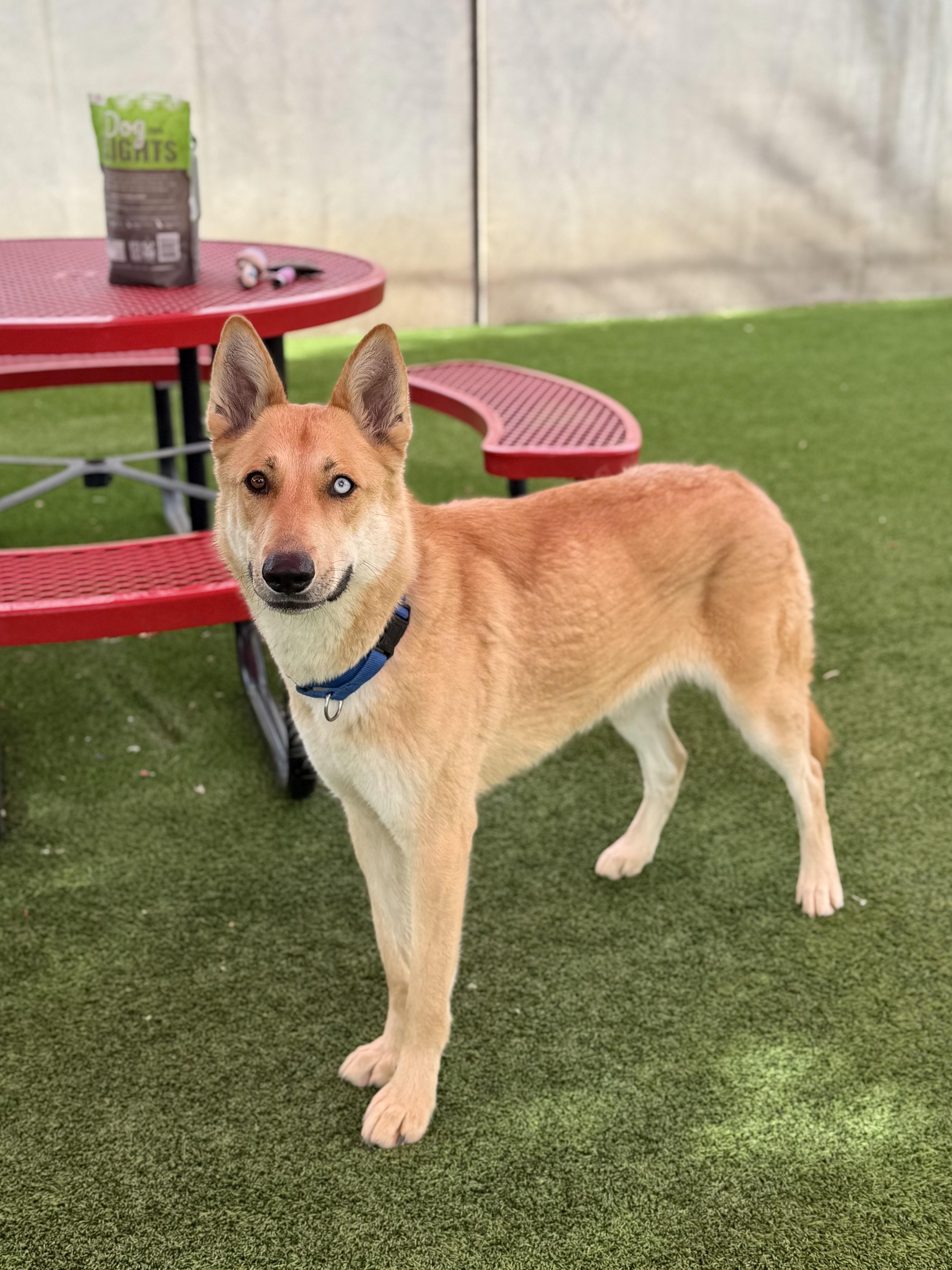 Enlarge Kendra, a ADOPTABLE mixed breed in Glendale, AZ image 3/4