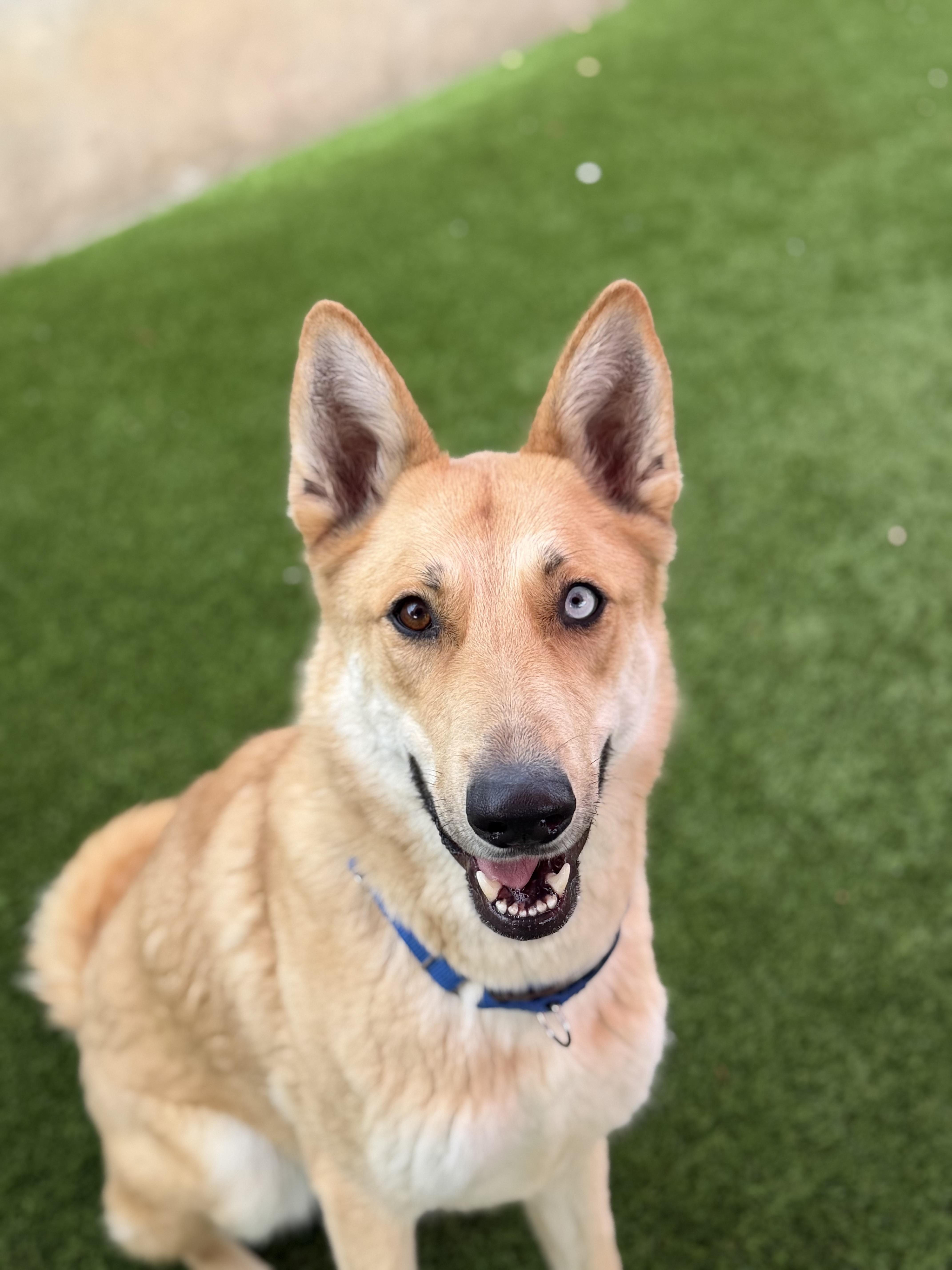 Enlarge Kendra, a ADOPTABLE mixed breed in Glendale, AZ image 2/4