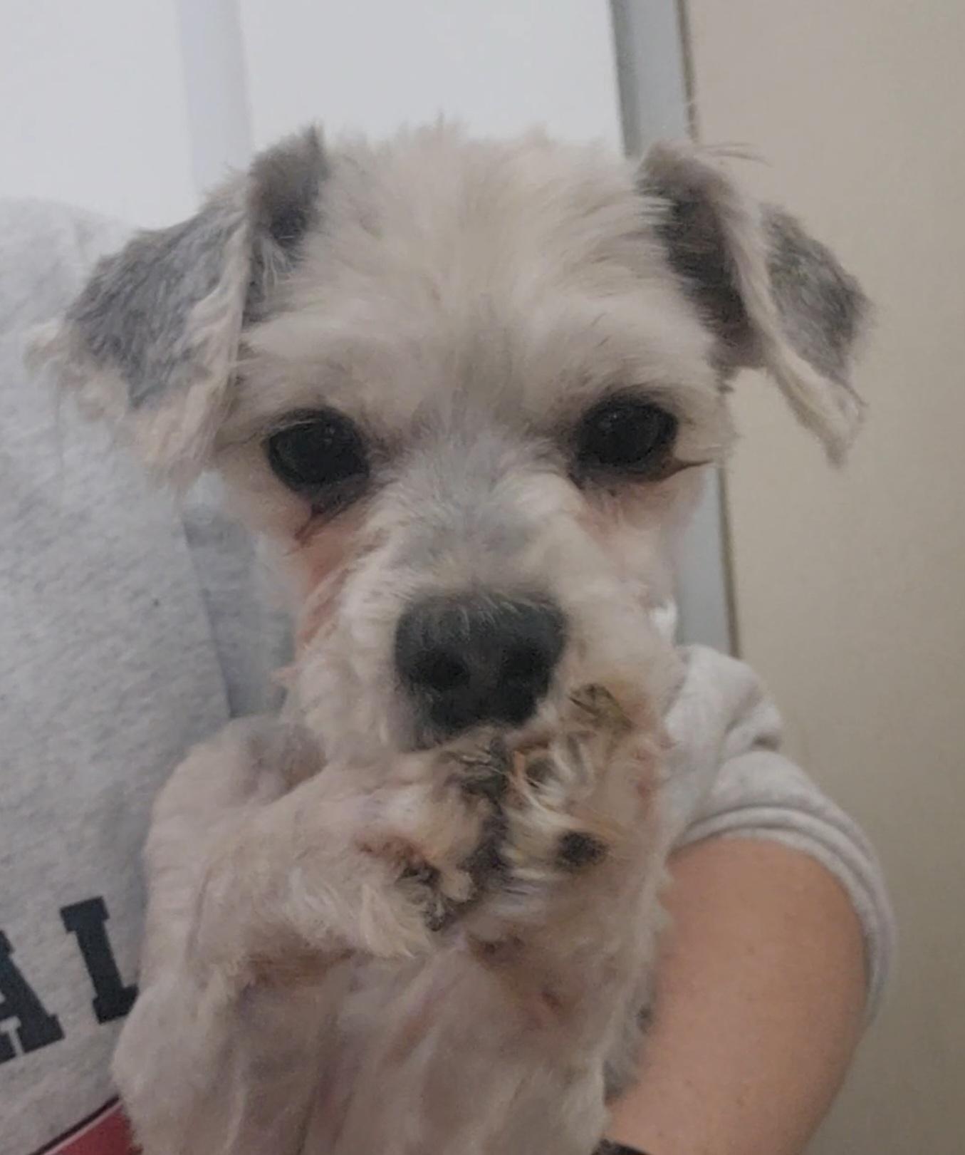 Enlarge Winston, a ADOPTABLE mixed breed in Tama, IA image 1/3