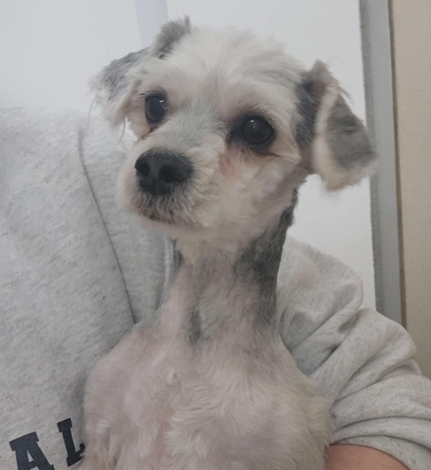 Enlarge Winston, a ADOPTABLE mixed breed in Tama, IA image 3/3