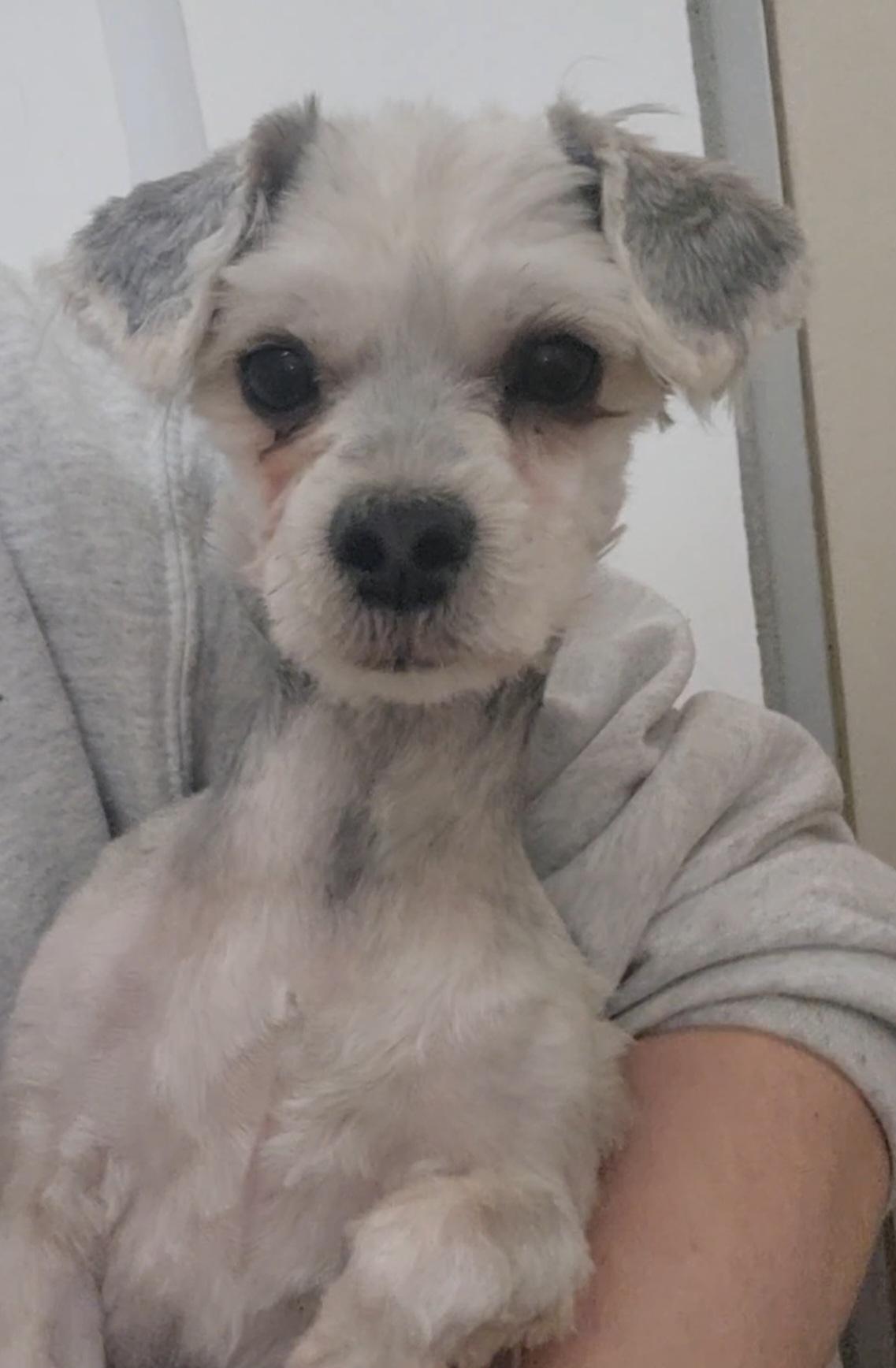 Enlarge Winston, a ADOPTABLE mixed breed in Tama, IA image 2/3