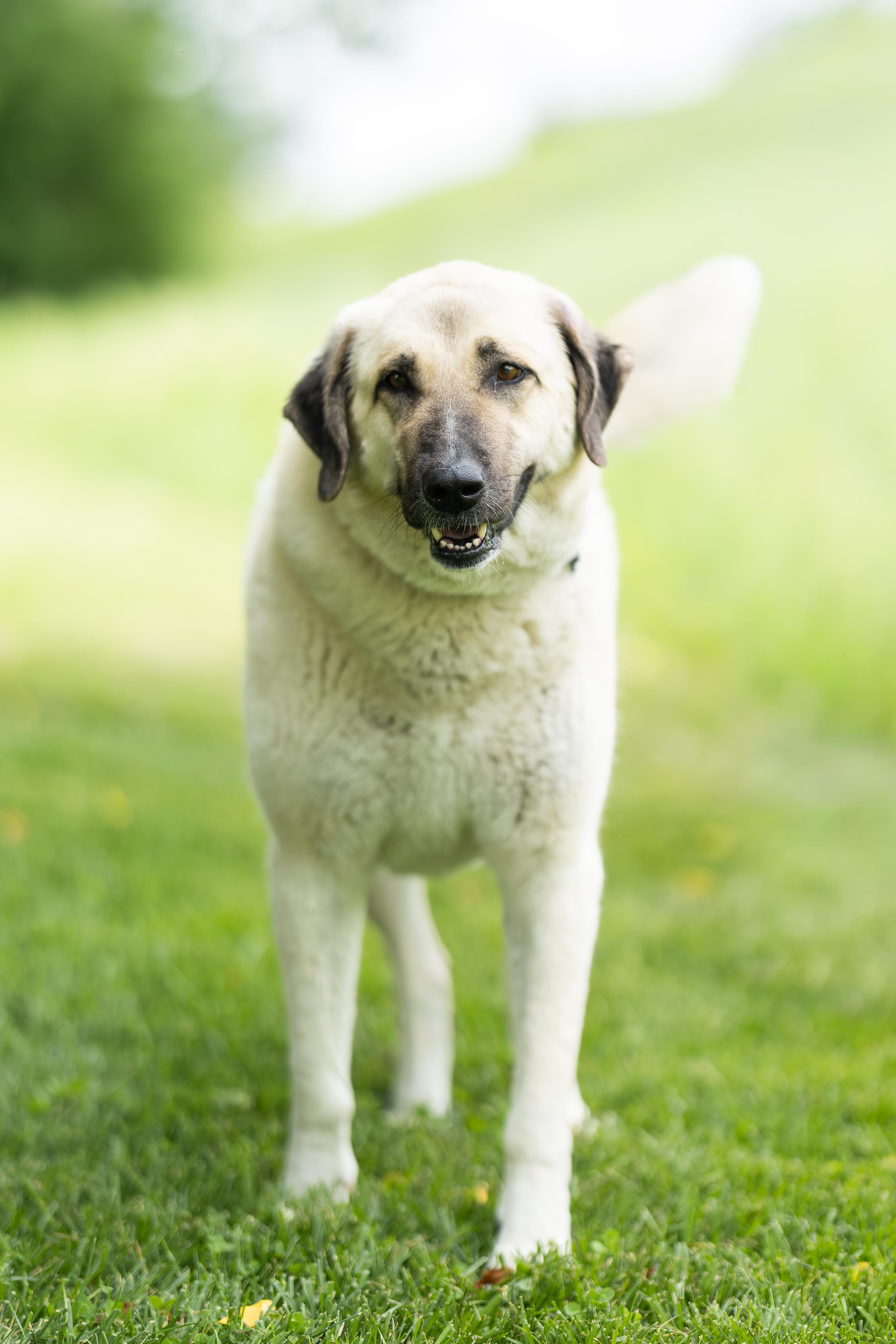 Belulah, a ADOPTABLE Anatolian Shepherd in Blair, NE image 4/6