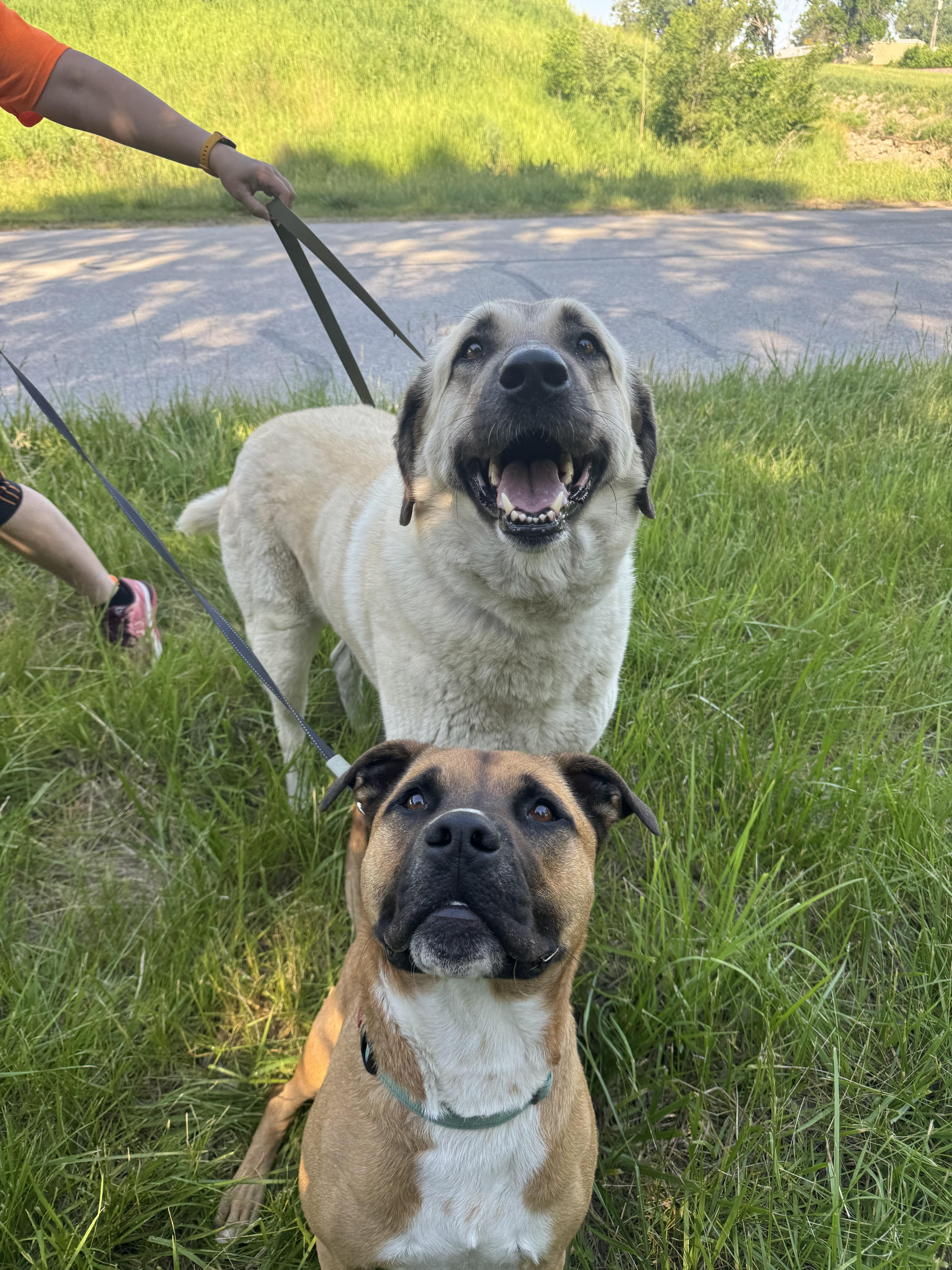 Belulah, a ADOPTABLE Anatolian Shepherd in Blair, NE image 3/6