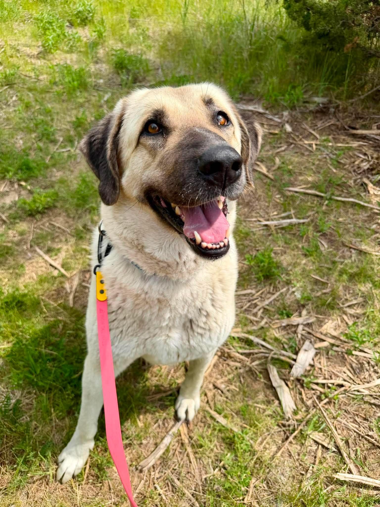 Belulah, a ADOPTABLE Anatolian Shepherd in Blair, NE image 2/6