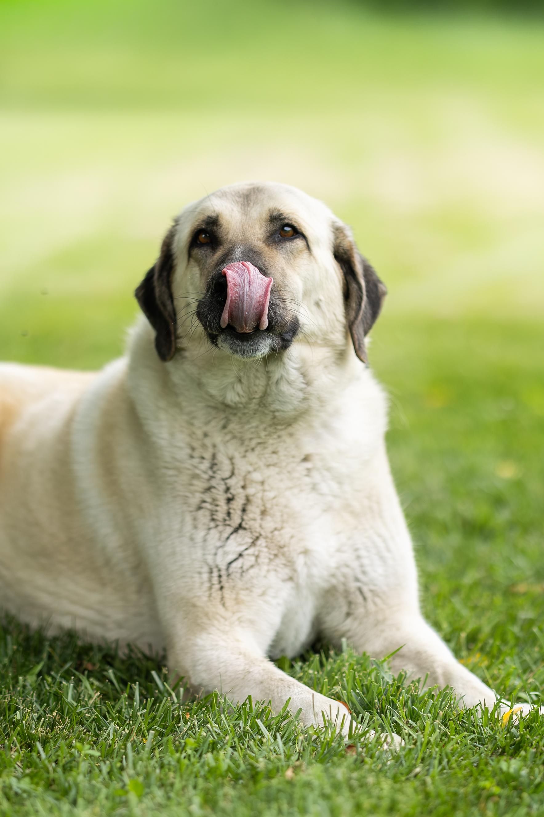Belulah, a ADOPTABLE Anatolian Shepherd in Blair, NE image 5/6