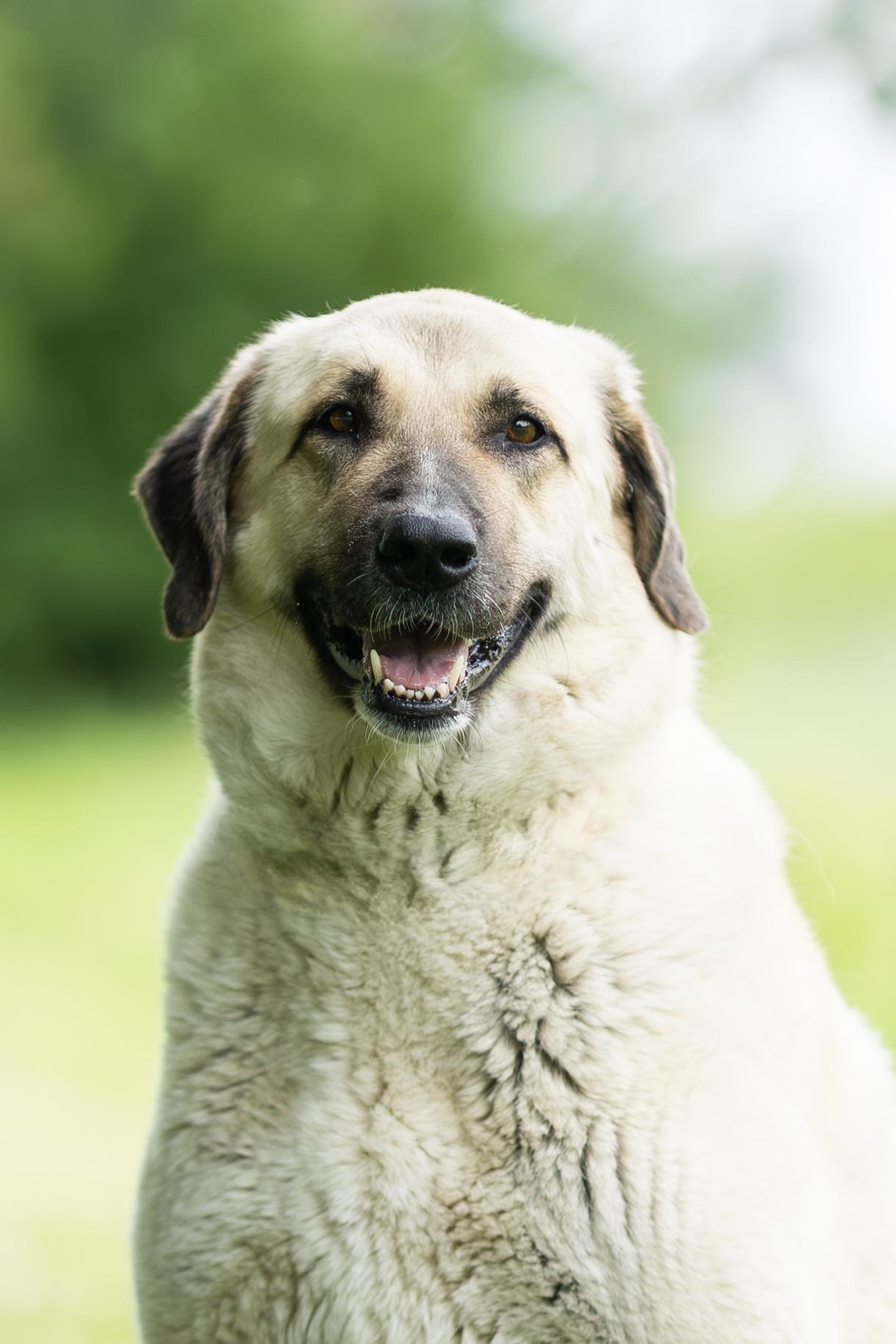 Belulah, a ADOPTABLE Anatolian Shepherd in Blair, NE image 6/6