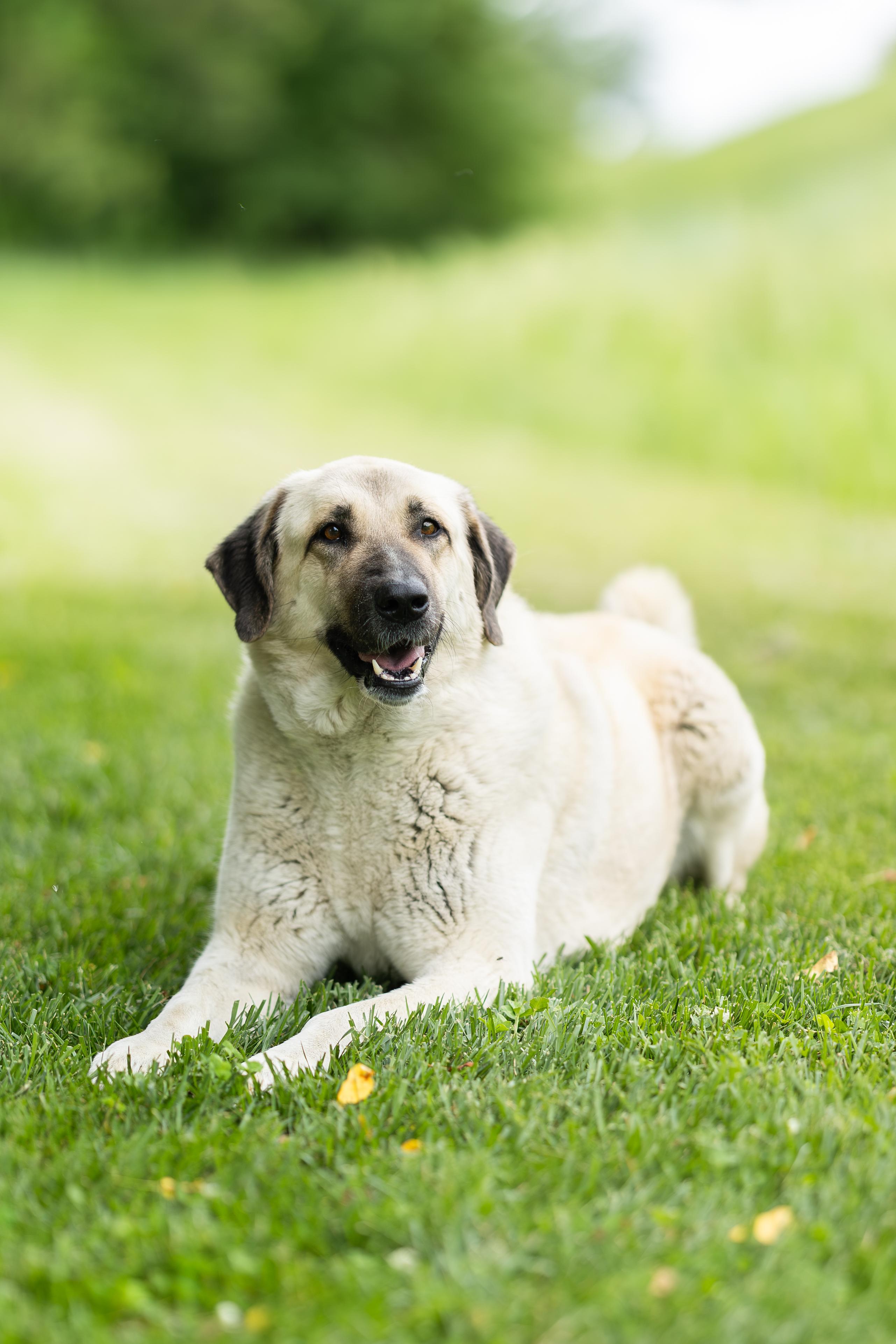 Belulah, a ADOPTABLE Anatolian Shepherd in Blair, NE image 1/6