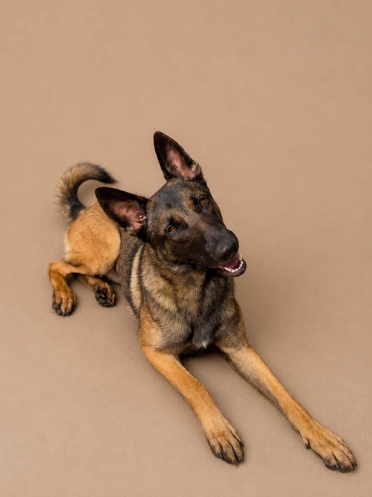 Chief, Adoptable, Young Male Belgian Shepherd / Malinois & German Shepherd Dog.
