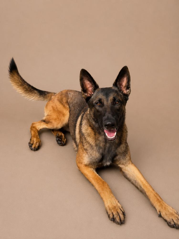 Enlarge Chief, a Adoptable mixed breed in Statesboro, GA image 3/4