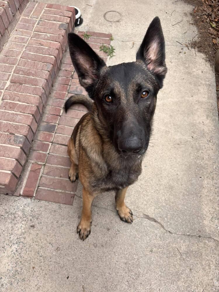 Enlarge Chief, a Adoptable mixed breed in Statesboro, GA image 4/4