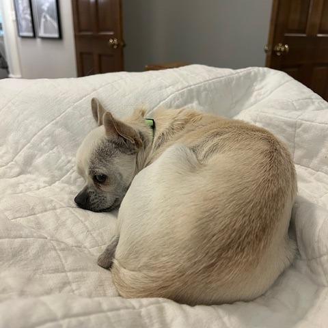 Nicholas, a Adoptable Chihuahua in Katy, TX image 1/6