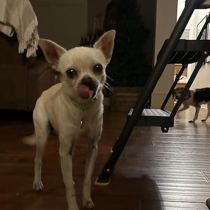 Nicholas, a Adoptable Chihuahua in Katy, TX image 2/6