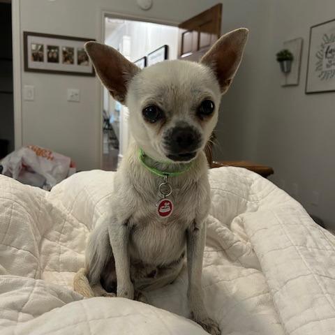 Nicholas, a Adoptable Chihuahua in Katy, TX image 4/6