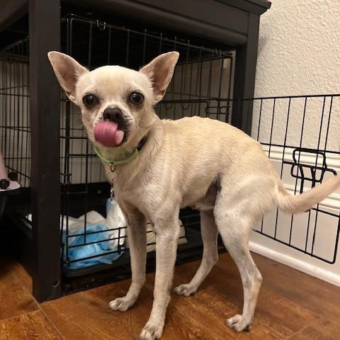 Nicholas, a Adoptable Chihuahua in Katy, TX image 5/6