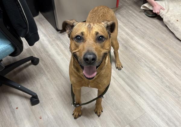 Enlarge Rocket, a Adoptable mixed breed in Oceanside, CA image 2/2