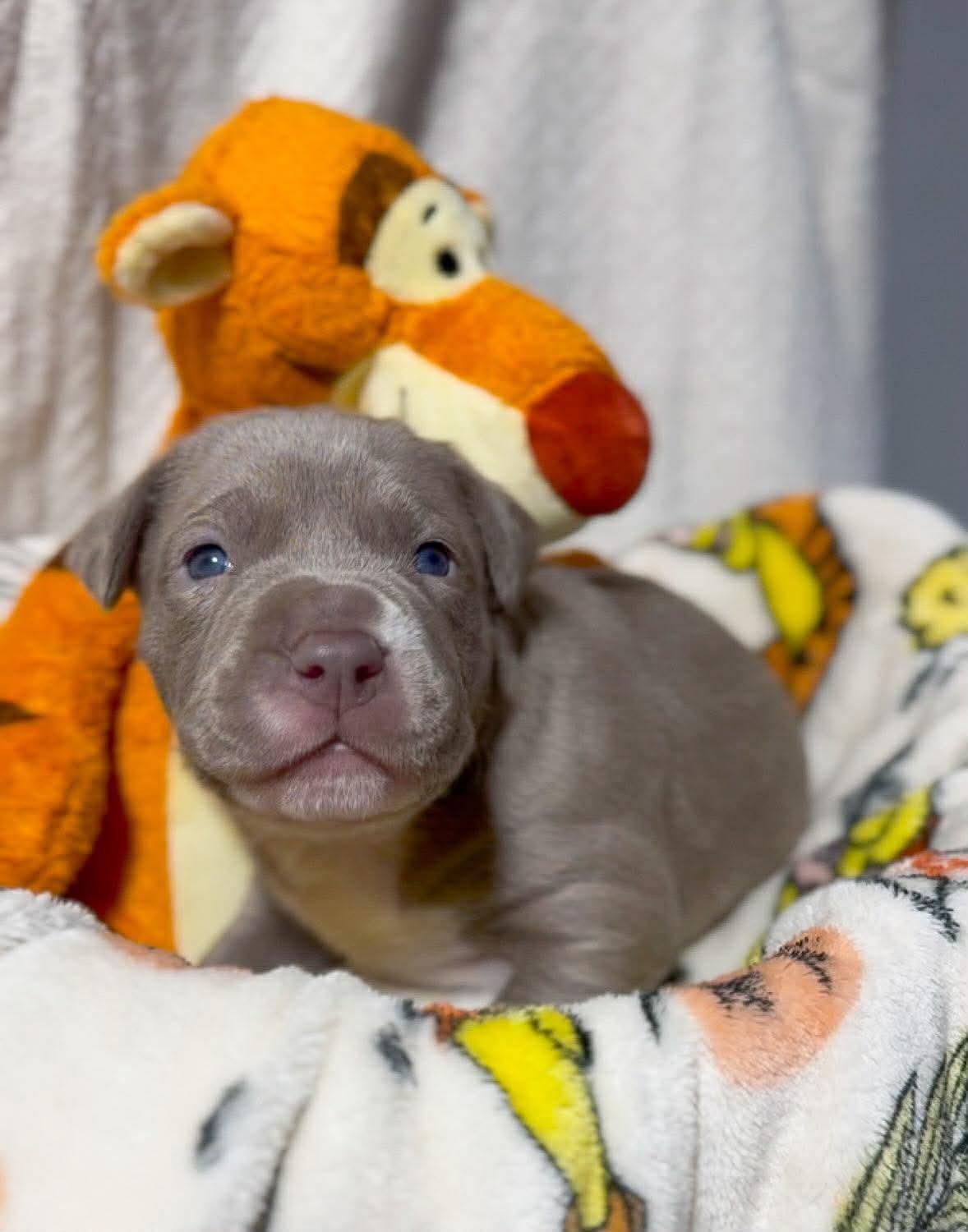 Enlarge Tigger, a Adoptable Pit Bull Terrier in Belleville, MI image 1/1