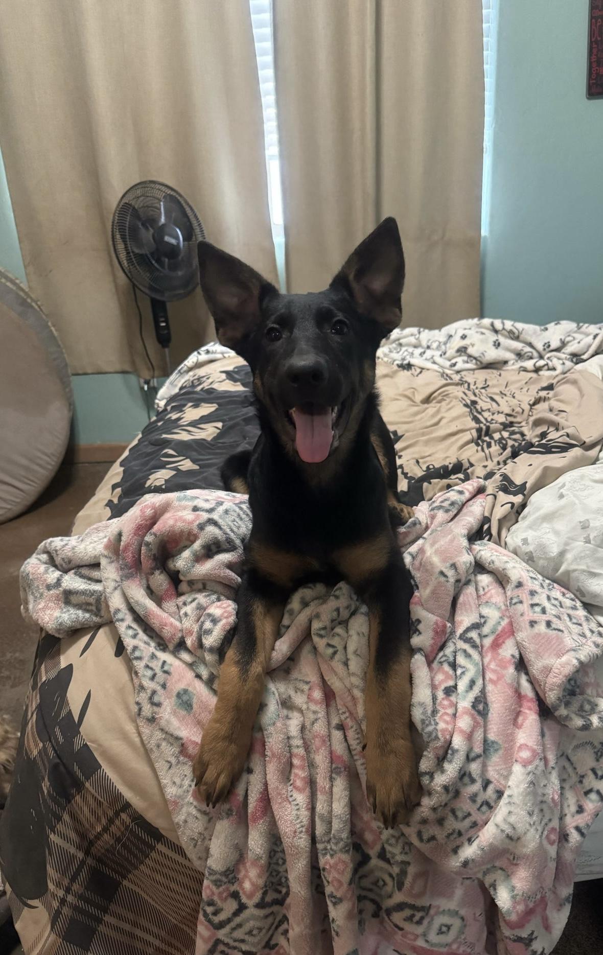 Hera, Adopted, Puppy Female German Shepherd Dog.