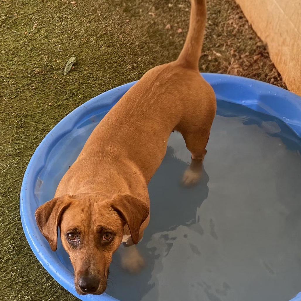 JASMINE 4243, Adoptable, Adult Female Basset Hound.