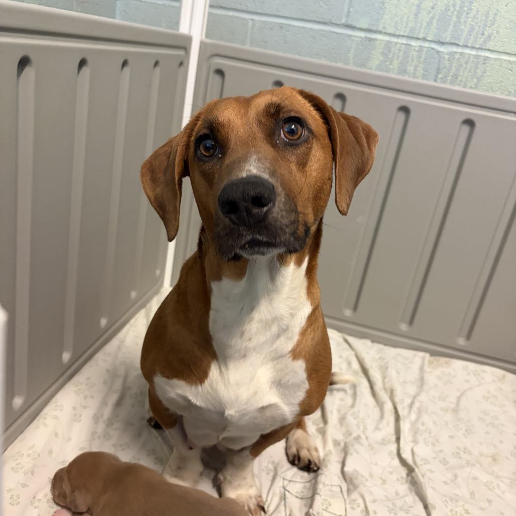Enlarge JASMINE 4243, a Adoptable Basset Hound in LOXAHATCHEE, FL image 2/3