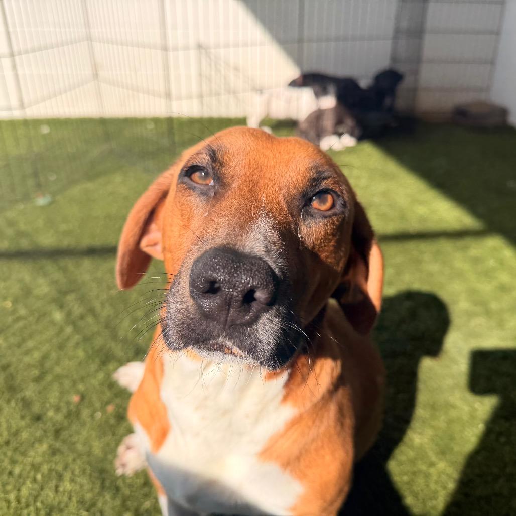 Enlarge JASMINE 4243, a Adoptable Basset Hound in LOXAHATCHEE, FL image 3/3