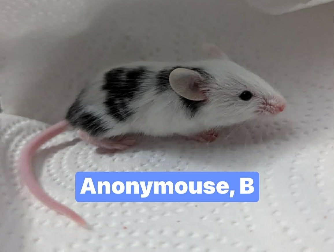 Enlarge Anonymous, a Adoptable Mouse in Flanders, NJ image 1/1