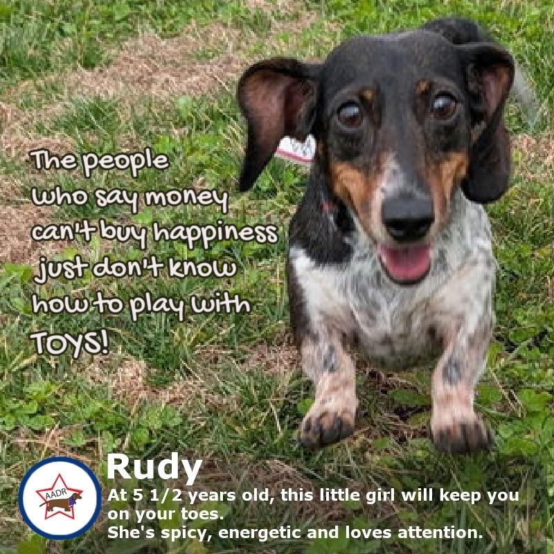 Enlarge Rudy in GA (Yes, I'm a girl.), a ADOPTABLE Dachshund in Suwanee, GA image 1/4
