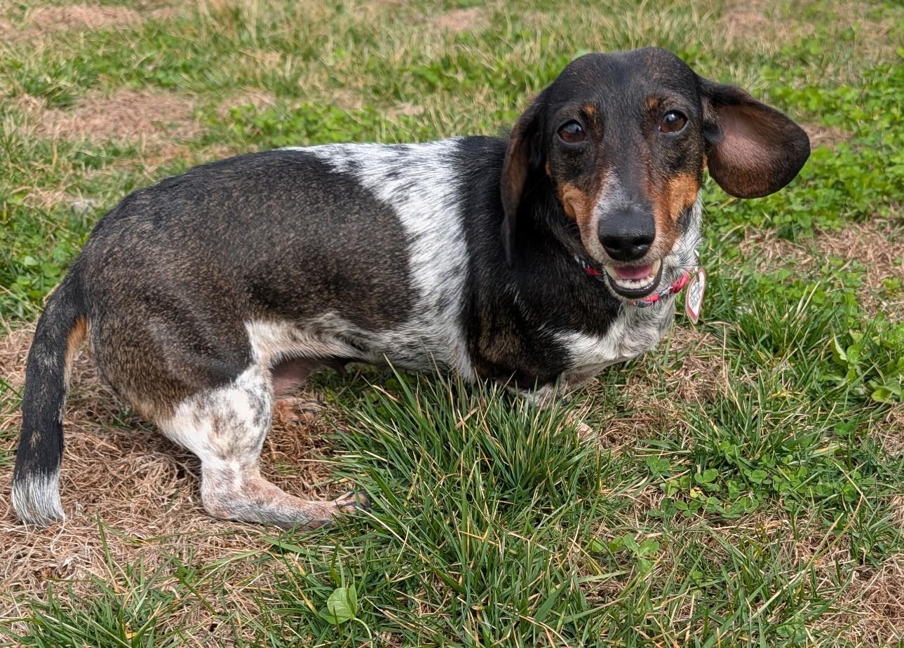 Rudy in GA (Yes, I'm a girl.), ADOPTABLE, Adult Female Dachshund.